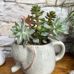 Sute succulents Arrangement In Elephant Pot 4"H.