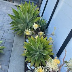 Foxtail Agave Attenuata All Different Sizes