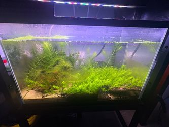 Aquarium plants!
