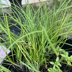 FREE Chives Stocks 