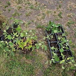 Free Plants & Box Of Scrap Metal