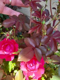 Exquisite Rose's & All PLANTS 4 U