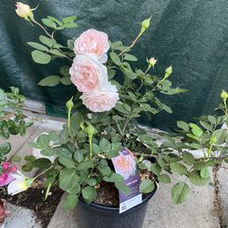 PARFUMA BLISS ROSE BUSH PLANT, With FRAGRANT VANILLA FLOWERS. In  Be 5 Gallons Pot Pick Up Only