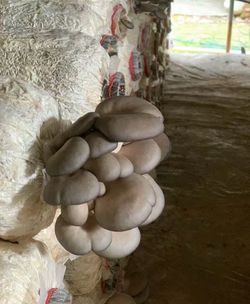 🍄 Mushroom Growing Kits – Grow Your Own at Home!