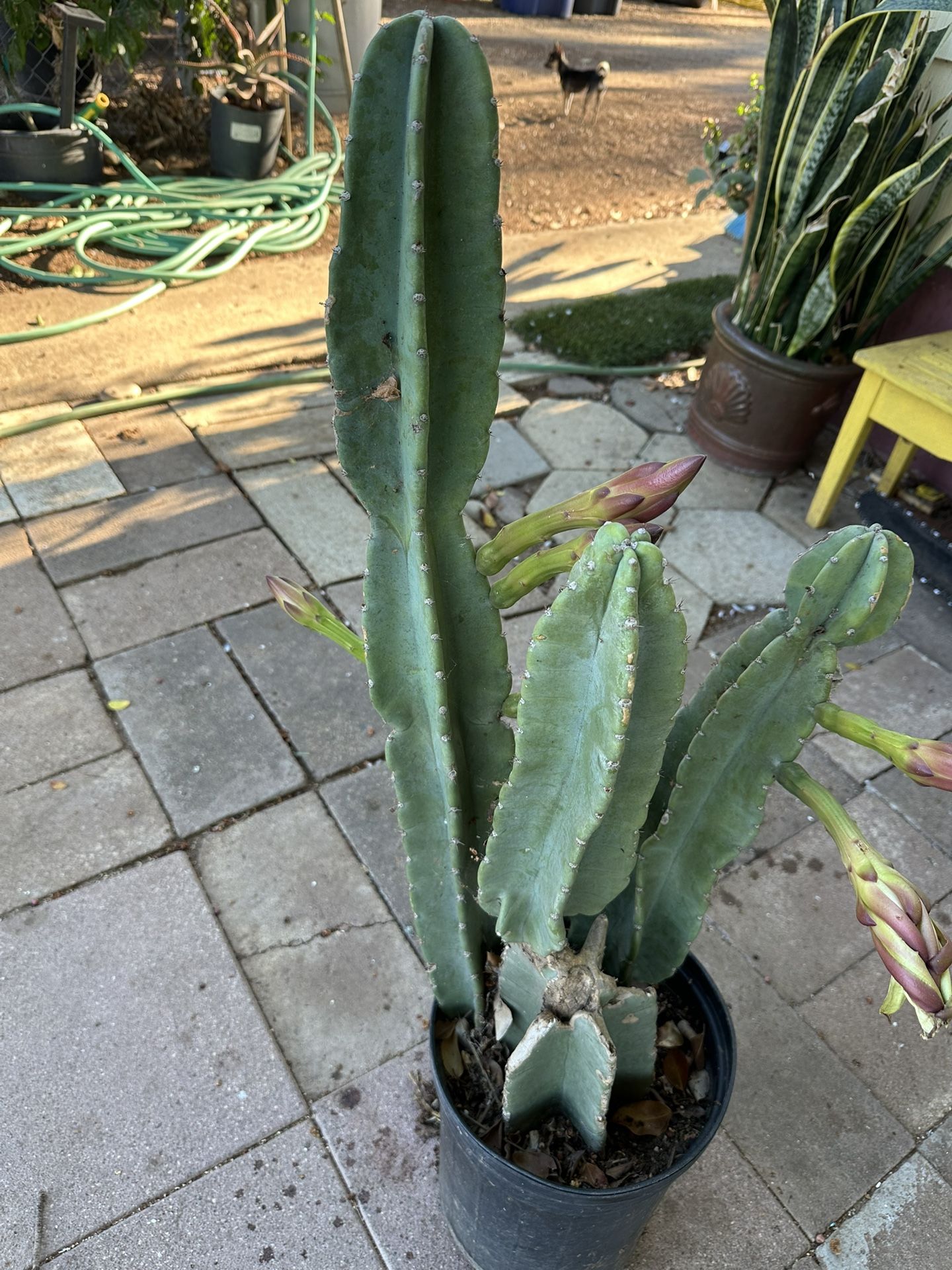 Cactus