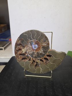 Petrified see snail.