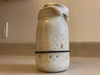 Sourdough Starter