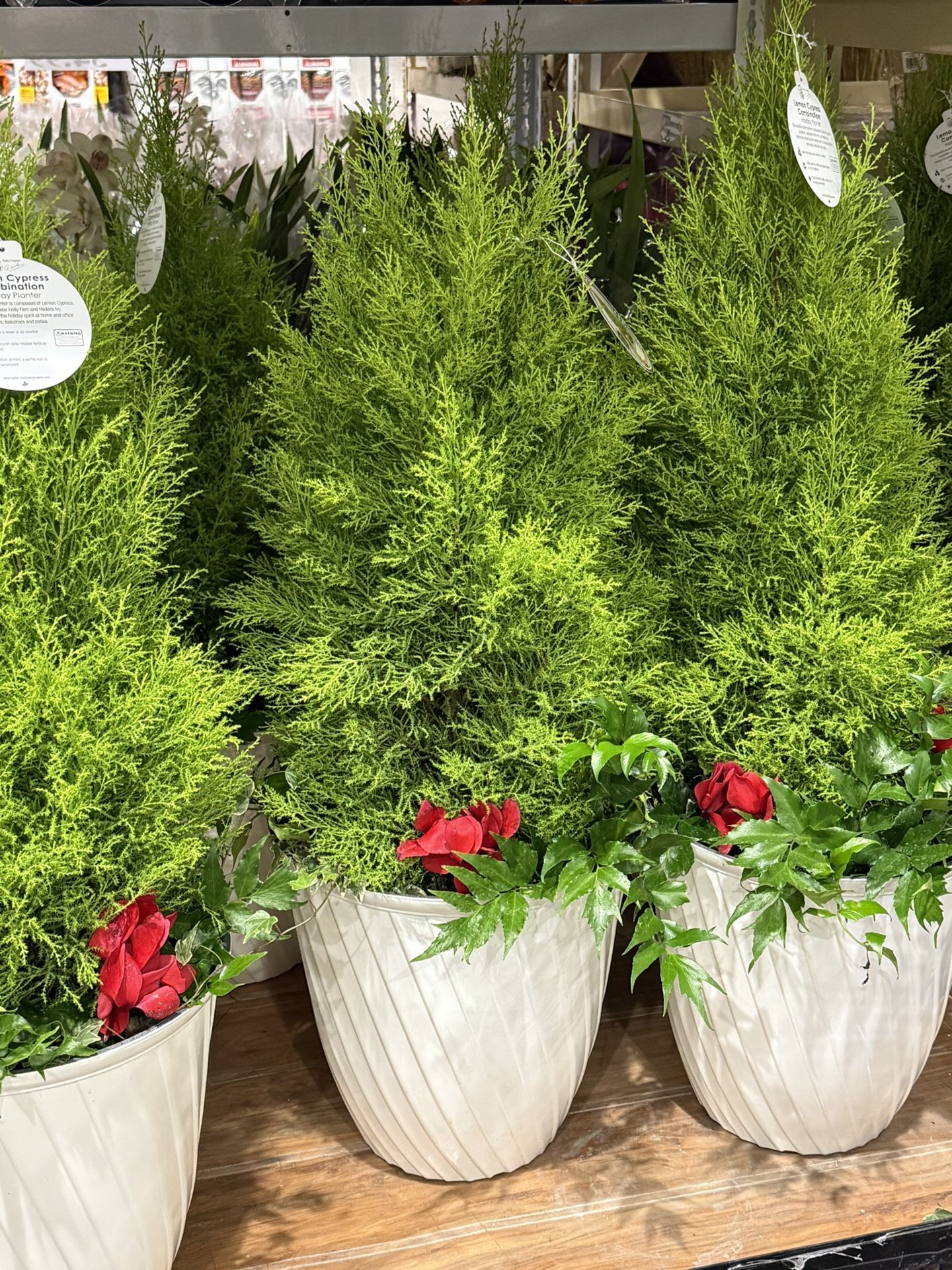 pinos en maceton blanco en vallejo 40 dls cada uno 