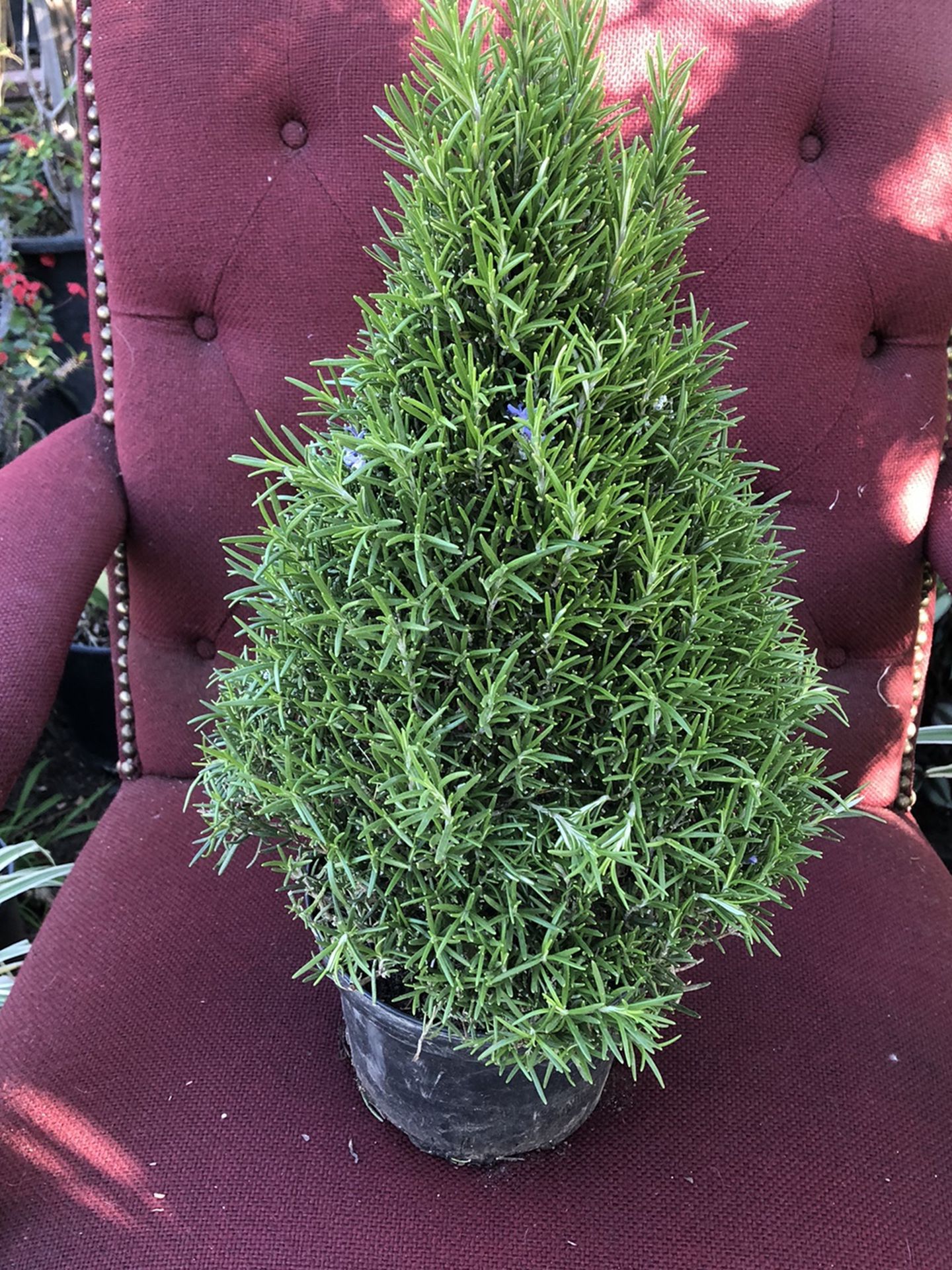 Rosemary Shaped Plant
