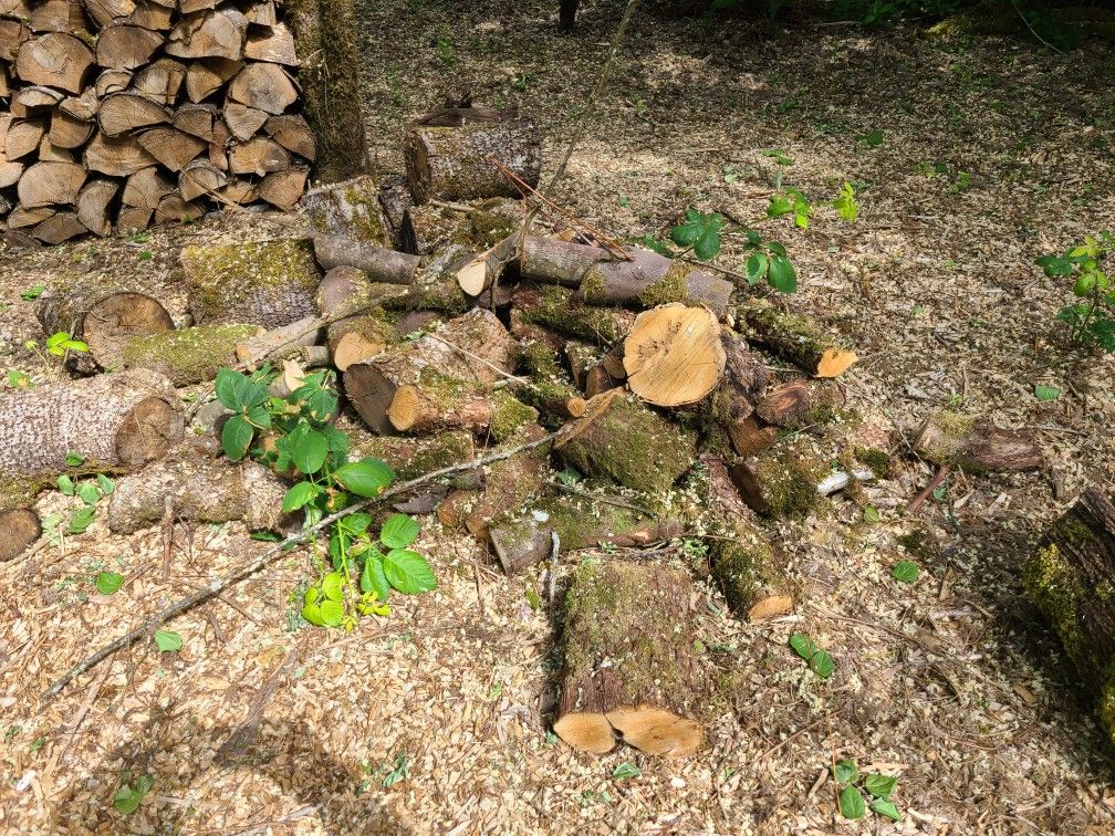 Apple Wood
