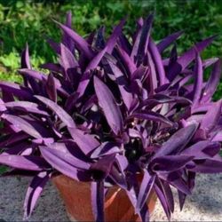 Tradecantia Purple Jew Plant 