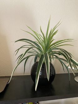 Faux Plant