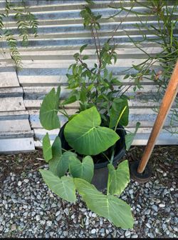 Wild Cherry Tree with Elephant Ear Plant