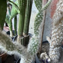 Cactus