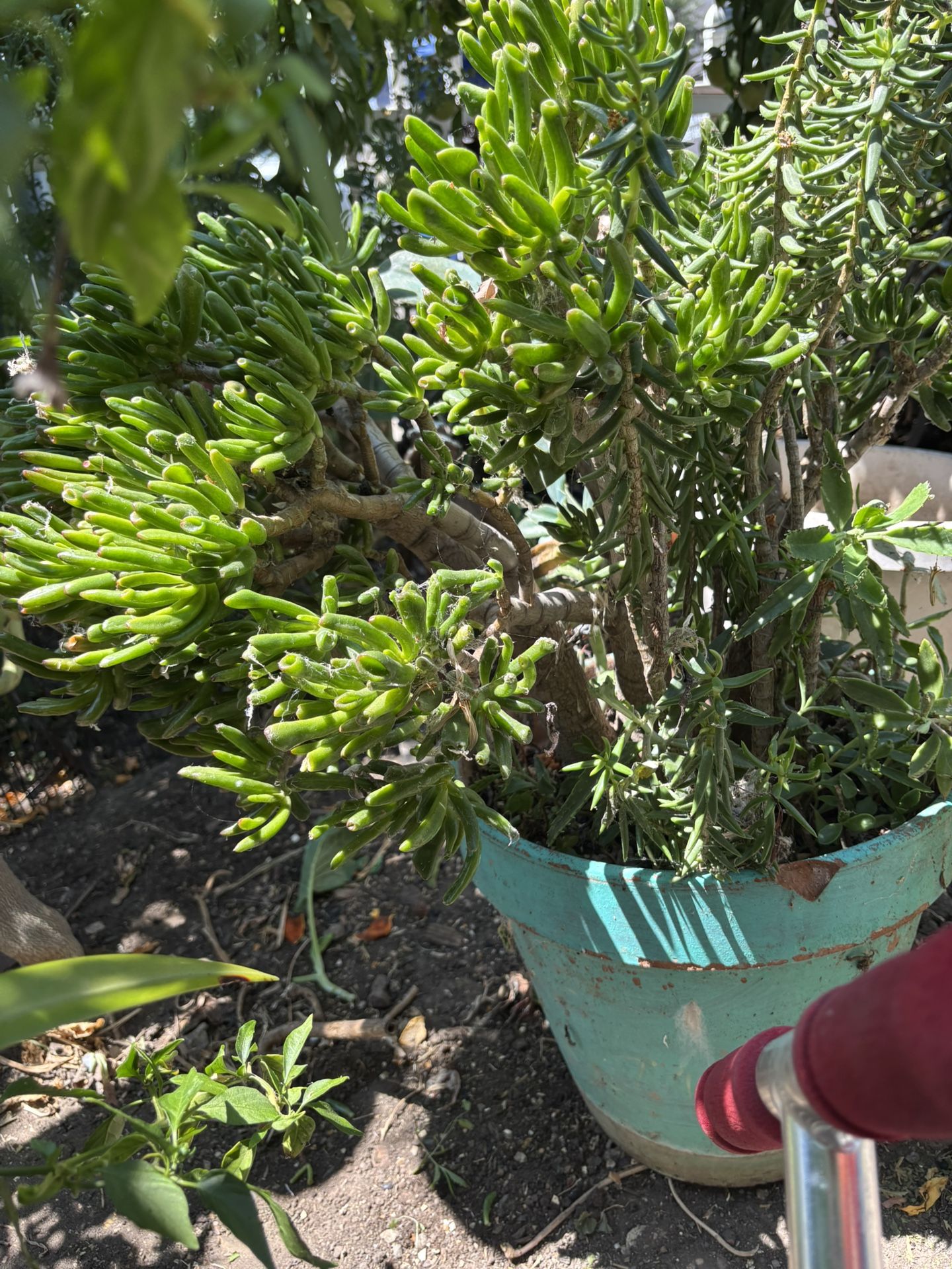 Hobbit Jade Plant