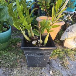 Zamioculcas Zamiifolia