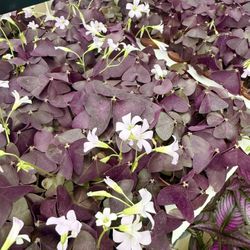 Plants (2”pot💜Shamrock $4 each or 3 for $10)