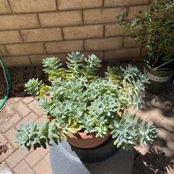 Succulent 