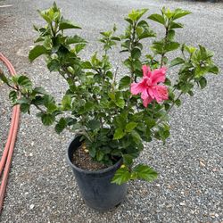 Hibiscus