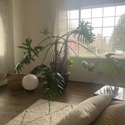 Huge House Plant
