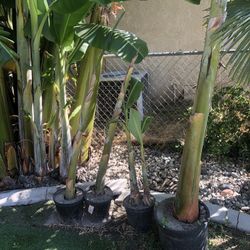 Banana Tree