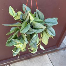 6” scindapsus moonlight