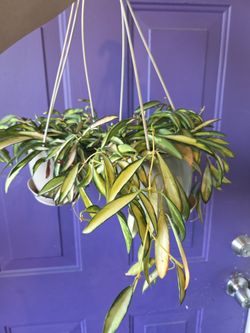 Hoya variegated kentiana