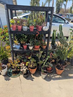 $5 PLANTS 