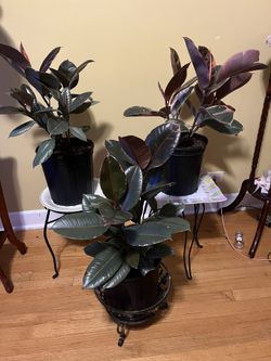 🪸Rubber (Ruby) Tree Plants🪸