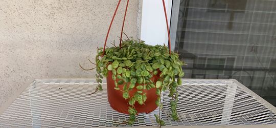 String Of Turtles