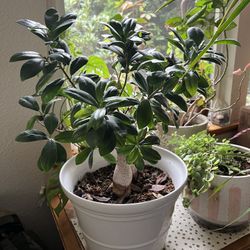 Indoor plant sale (houseplants)