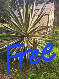 FREE Agave