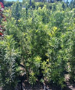 Podocarpus on sale!$19.00 4-4.5'ft