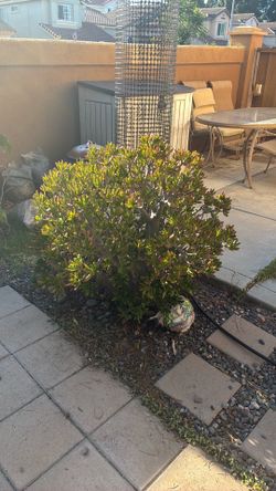 Large succulent. Must dig up