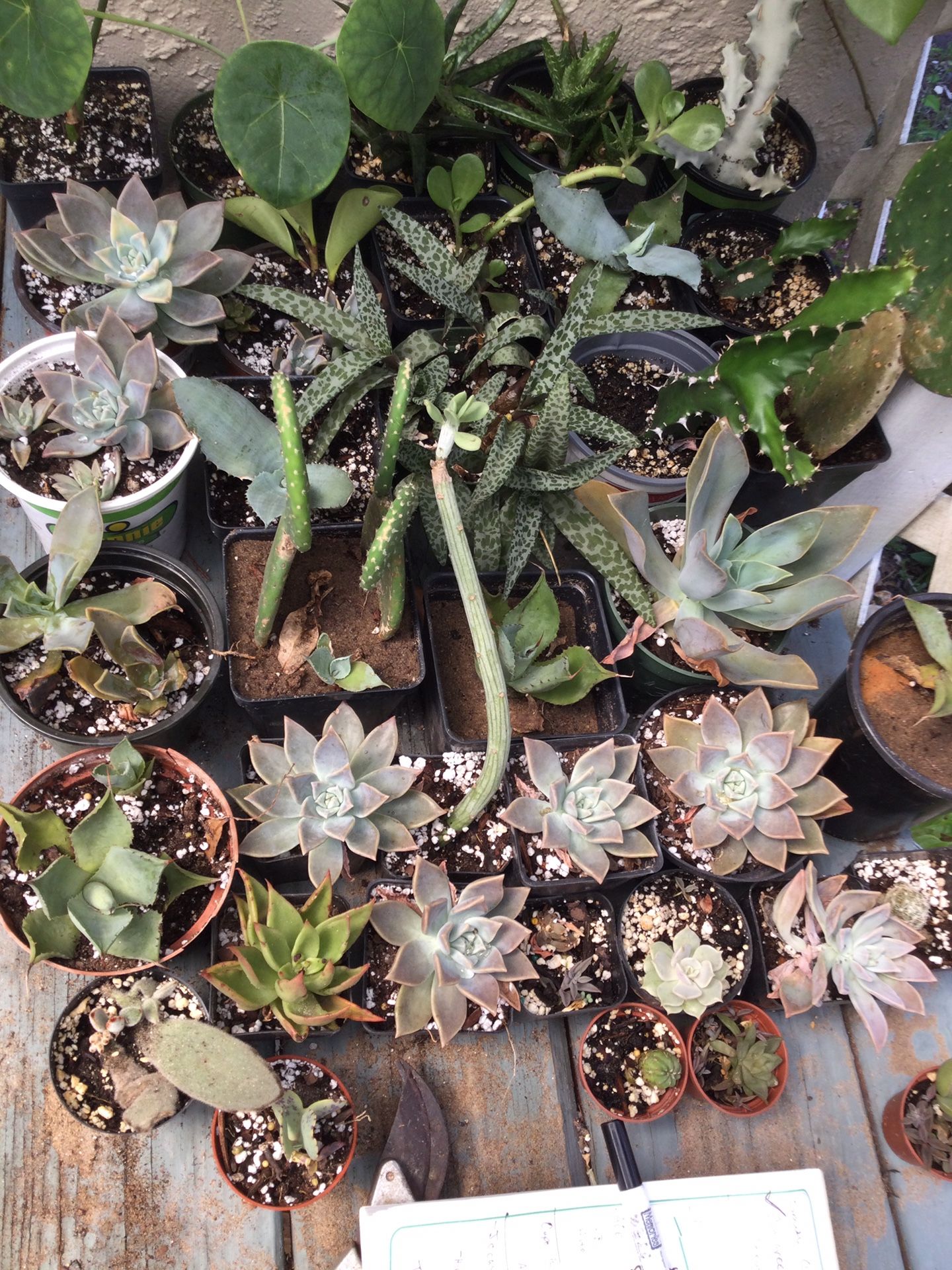 Cactus And Other Succulents For Sale. Small To Large