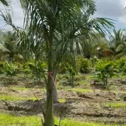 royal  palms huge  fast growing  all sizes 