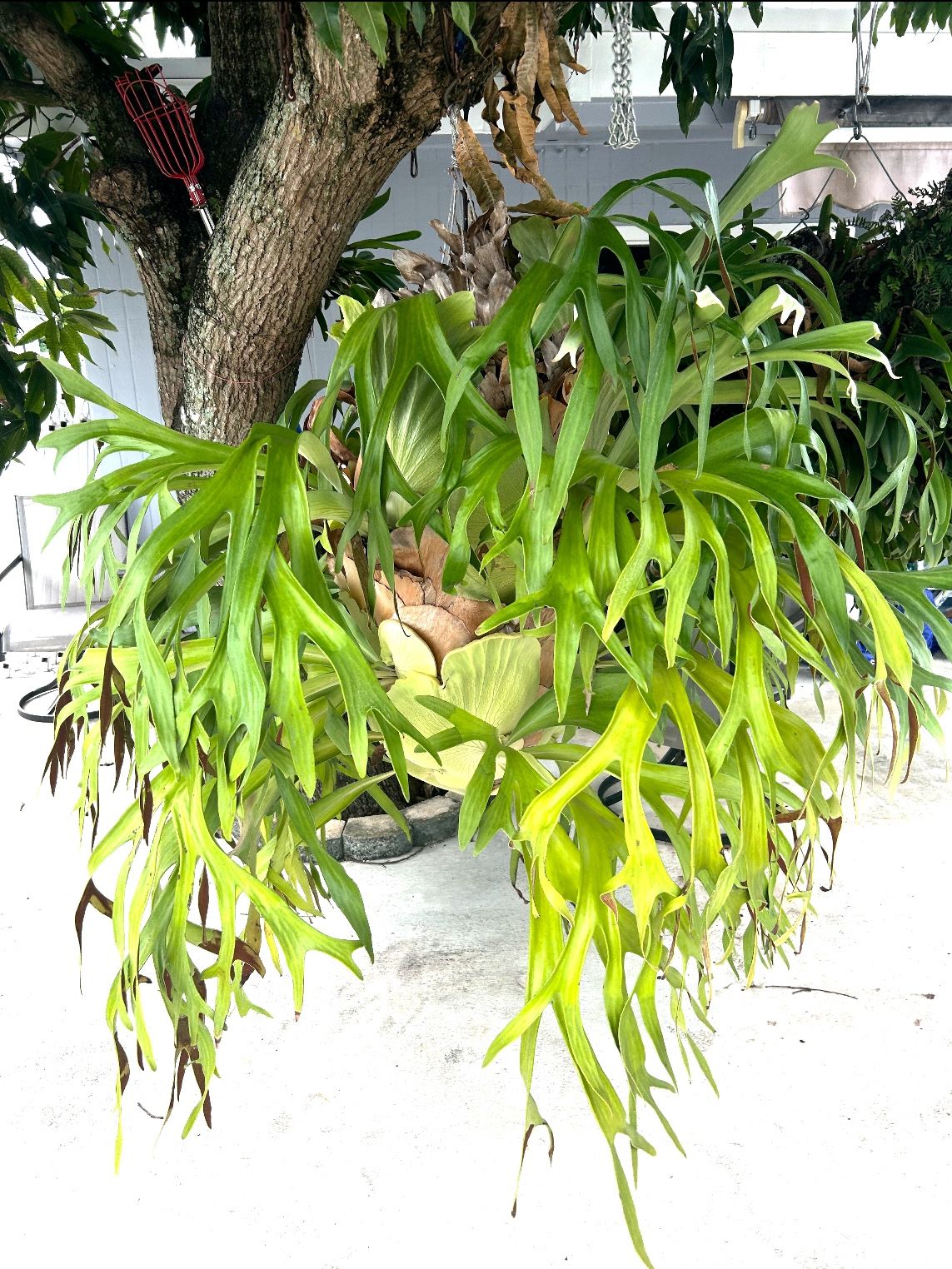Elkhorn fern Plant
