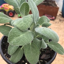 1 Garden Sage Plant - 4 Inch Pot 