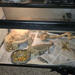 Reptile Tank 
