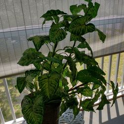 Fake Plant In Woven Basket 