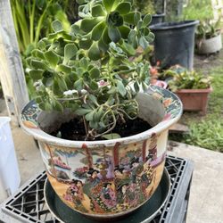 The Oriental Pot, Beautiful Succulent Flowers Shaped.  Diameter 8 Inch, Height 11 Inch 