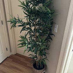 IKEA Plant