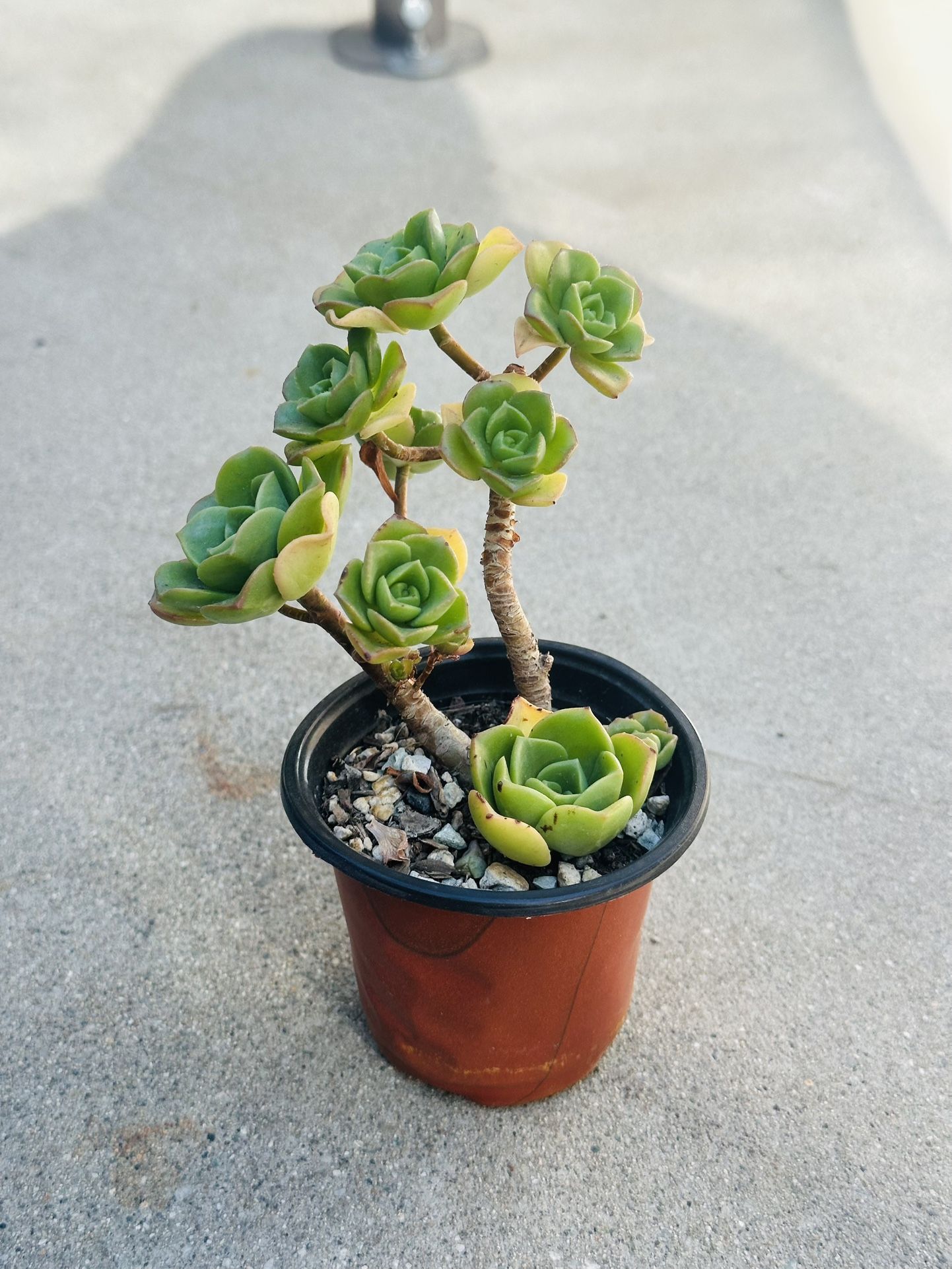 Succulents plants 🪴