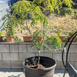 **Organic-CURRY LEAF Plant-4 Feet/8 yrs old**
