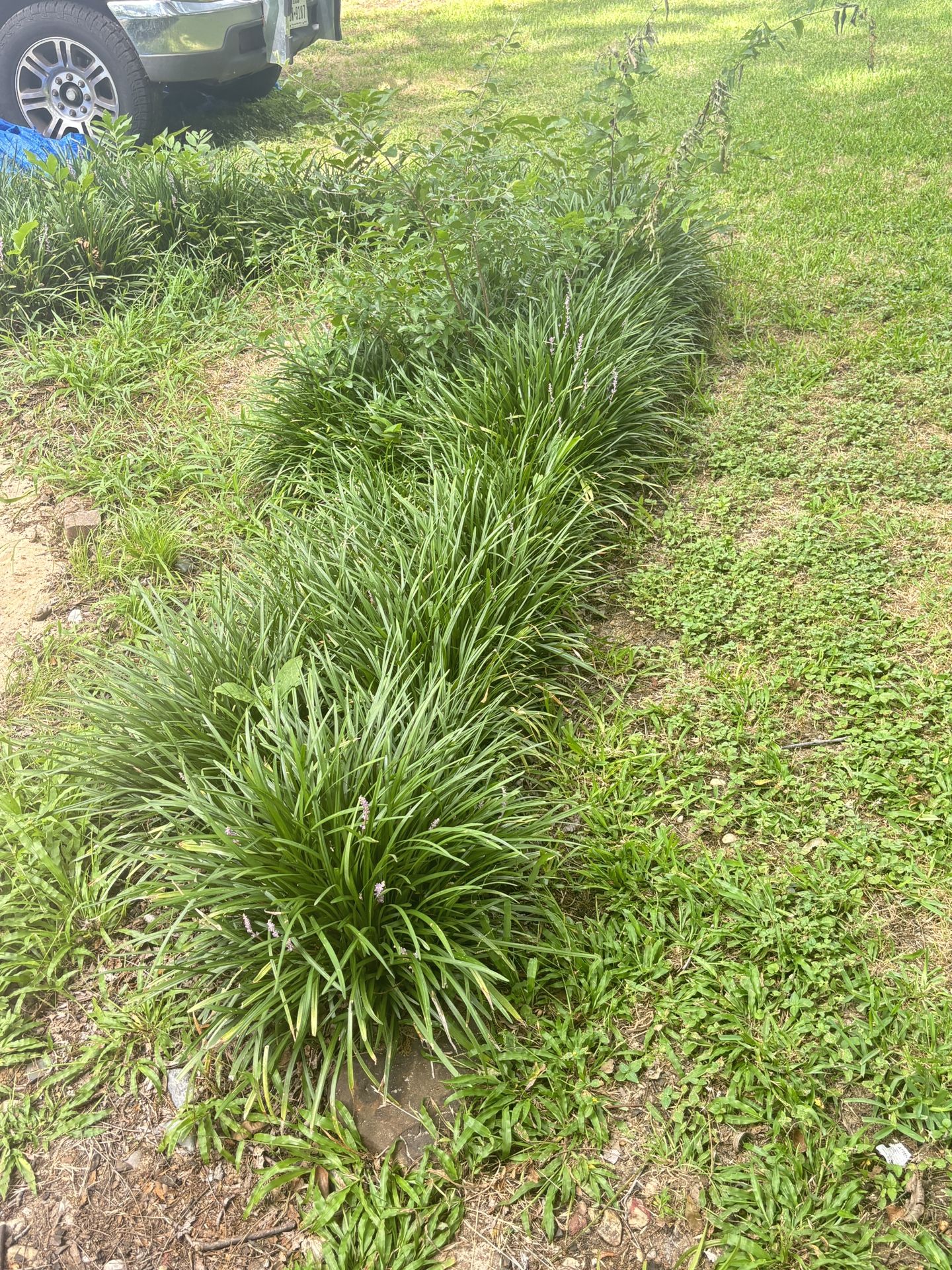 Monkey Grass