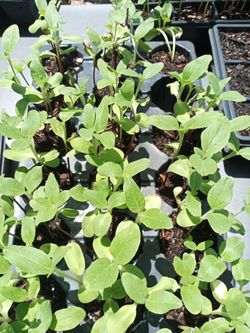 Sunflower mammoth $1 each
