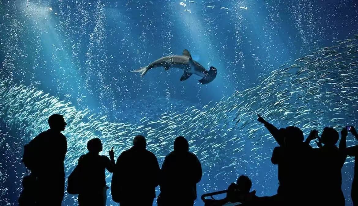 Monterey Bay Aquarium E-Ticket Notice! Confirm the date and email address. You can pay through the Zelle or Cash in person (In Fresno Only)! I'll boo