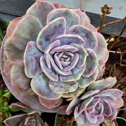 Variegated Echeveria Pick Up In Upland 
