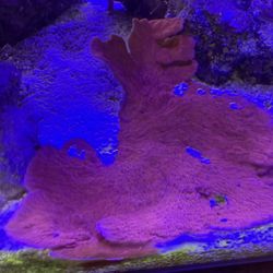 Red Montipora Coral Frags