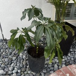 Schefflera Plant 